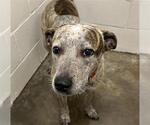 Small Catahoula Leopard Dog Mix