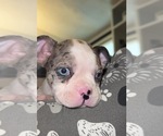 Small #2 Boston Terrier