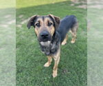 Small #16 Rottweiler-Siberian Husky Mix