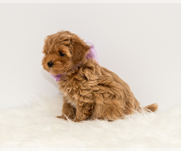 Medium Photo #6 Maltipoo Puppy For Sale in LITTLE ROCK, AR, USA