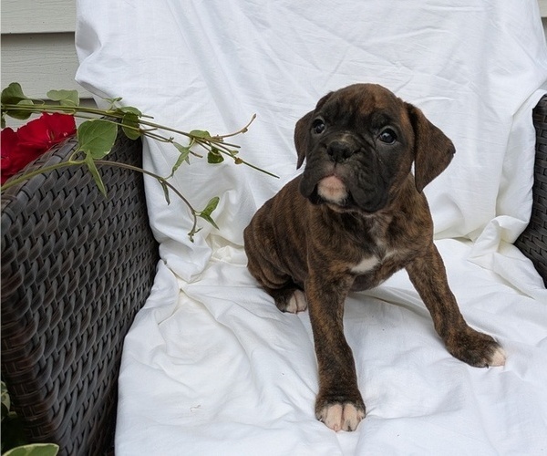 Medium Photo #5 Boxer Puppy For Sale in GOSHEN, IN, USA