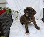 Small Photo #37 Boxer Puppy For Sale in GOSHEN, IN, USA