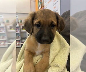 German Shepherd Dog-Poodle (Miniature) Mix Dogs for adoption in Rancho Cucamonga, CA, USA