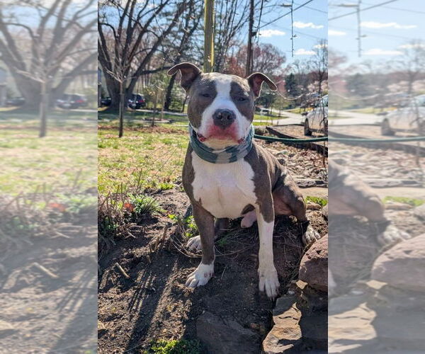 Medium Photo #1 American Pit Bull Terrier Puppy For Sale in Rockville, MD, USA