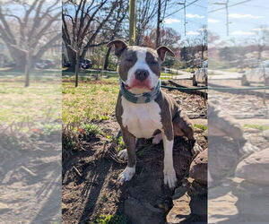 American Pit Bull Terrier Dogs for adoption in Rockville, MD, USA