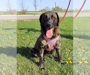 Mutt Dogs for adoption in St. Louis Park, MN, USA