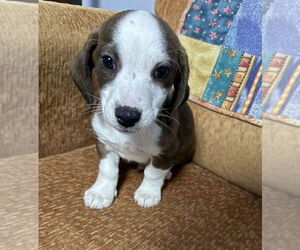 Beagle-Unknown Mix Dogs for adoption in Mundelein, IL, USA