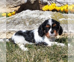 Cavalier King Charles Spaniel Puppy for sale in GORDONVILLE, PA, USA