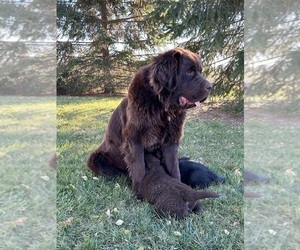 Mother of the Newfoundland puppies born on 10/02/2023