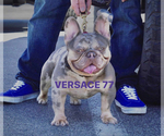 Small Photo #2 French Bulldog Puppy For Sale in DOWNEY, CA, USA