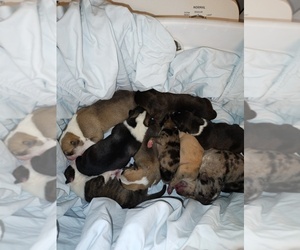 German Shepherd Dog-Siberian Husky Mix Puppy for sale in CIRCLE PINES, MN, USA