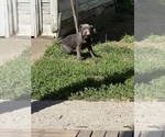 Small #5 Cane Corso