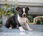 Puppy Felicia Boston Terrier