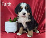 Puppy Faith Bernese Mountain Dog