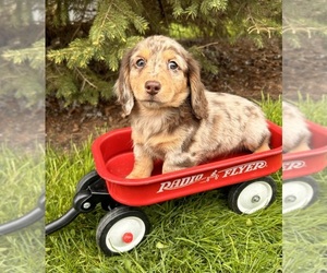 Dachshund Puppy for Sale in MIDDLEBURY, Indiana USA