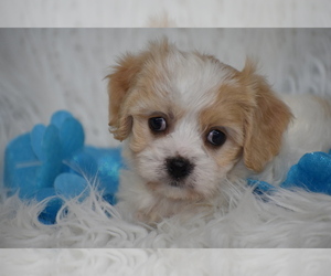Cavachon Puppy for sale in ELDORADO, OH, USA