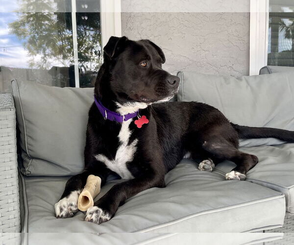 Medium Photo #3 Labrador Retriever-Unknown Mix Puppy For Sale in Oceanside, CA, USA