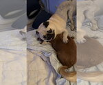 Small #4 Pug