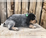 Puppy 7 Bluetick Coonhound