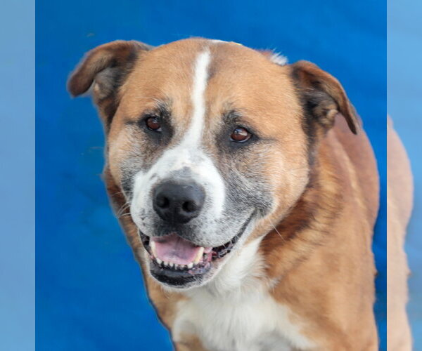 Medium Photo #1 Akita-Saint Bernard Mix Puppy For Sale in Pasadena, CA, USA