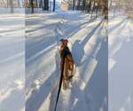 Small #22 German Shepherd Dog Mix