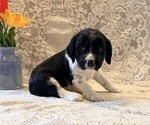 Small #2 English Springer Spaniel