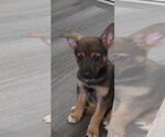Small #3 Mutt