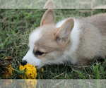 Small Photo #10 Pembroke Welsh Corgi Puppy For Sale in ELKTON, KY, USA