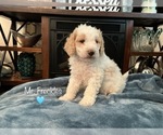 Puppy Mr Freckles Goldendoodle (Miniature)