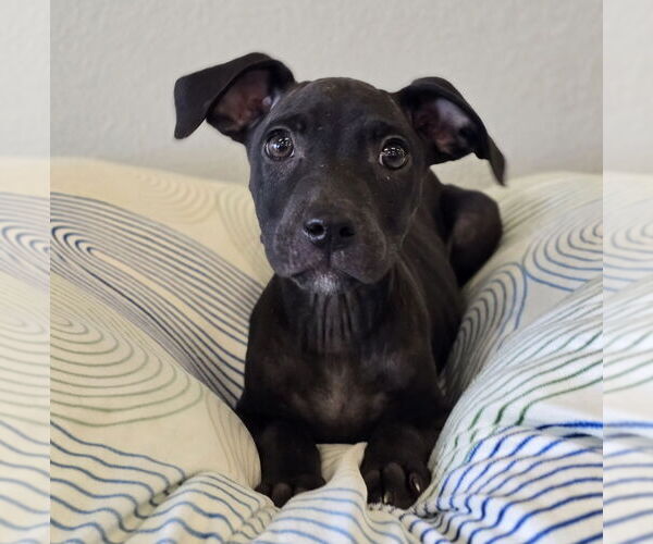 Medium Photo #14 Labrador Retriever-Unknown Mix Puppy For Sale in Lakewood, CO, USA