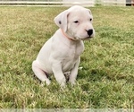 Small Photo #6 Dogo Argentino Puppy For Sale in SAN ANTONIO, TX, USA