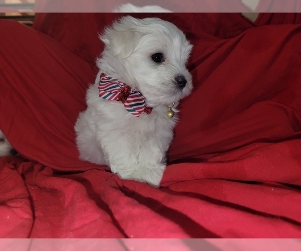 Medium Photo #3 Maltese Puppy For Sale in CHESAPEAKE, VA, USA