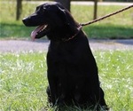 Small Photo #1 Labrador Retriever Puppy For Sale in NEOLA, WV, USA