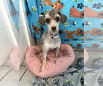 Small #1 Poodle (Miniature)