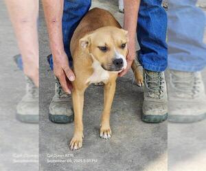 American Staffordshire Terrier-Unknown Mix Dogs for adoption in San Antonio, TX, USA