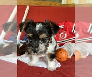 Yorkshire Terrier Puppy for sale in PORT CRANE, NY, USA