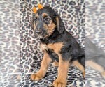 Small Photo #3 Shepadoodle Puppy For Sale in LANCASTER, PA, USA