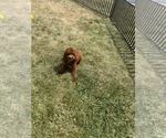 Small Photo #114 Poodle (Miniature) Puppy For Sale in WARSAW, IN, USA