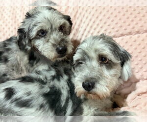 Australian Shepherd-Lhasa Apso Mix Dogs for adoption in Salt Lake City, UT, USA