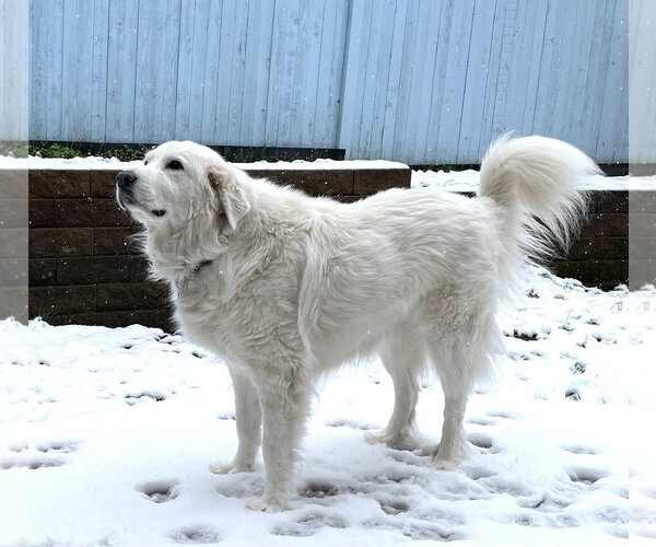 Medium Photo #5 Great Pyrenees Puppy For Sale in Spring, TX, USA