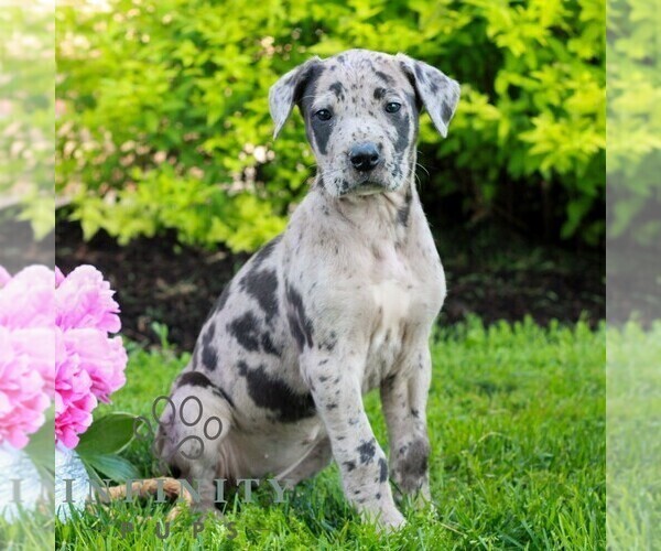 Medium Photo #3 Great Dane Puppy For Sale in RICHLAND, PA, USA