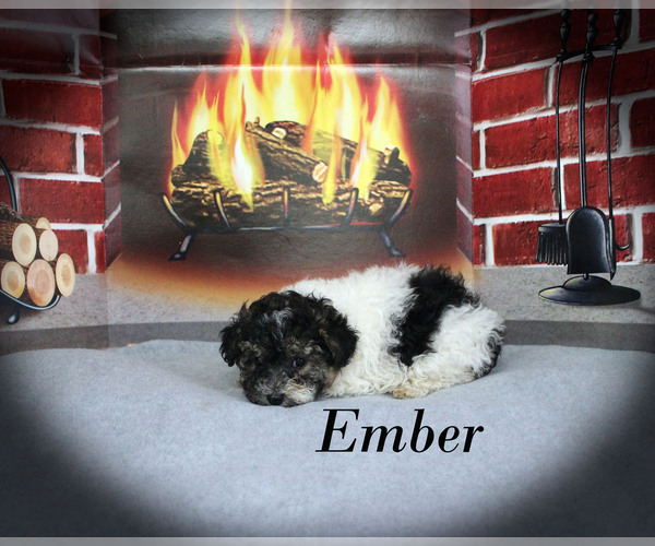 Medium Photo #17 Poodle (Toy) Puppy For Sale in CHANUTE, KS, USA