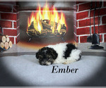 Small #16 Poodle (Toy)