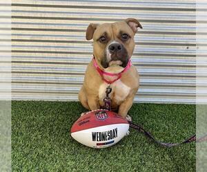 American Pit Bull Terrier-Unknown Mix Dogs for adoption in Las Vegas, NV, USA