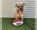 Small American Pit Bull Terrier Mix