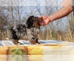 Small #17 ShihPoo