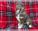 Small #4 Miniature Australian Shepherd