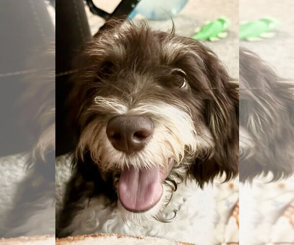 Medium Photo #9 Aussiedoodle Puppy For Sale in Valrico, FL, USA