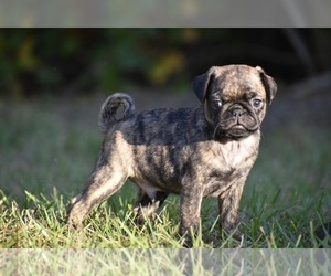 Pug Puppy for sale in PALM COAST, FL, USA