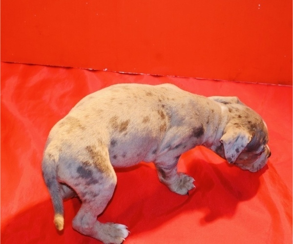 Medium Photo #5 American Bully Puppy For Sale in TRENTON, NJ, USA